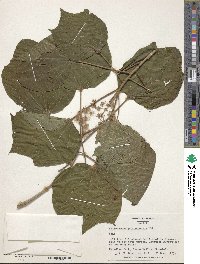 Heliocarpus americanus image