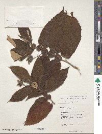 Image of Dicraspidia donnell-smithii