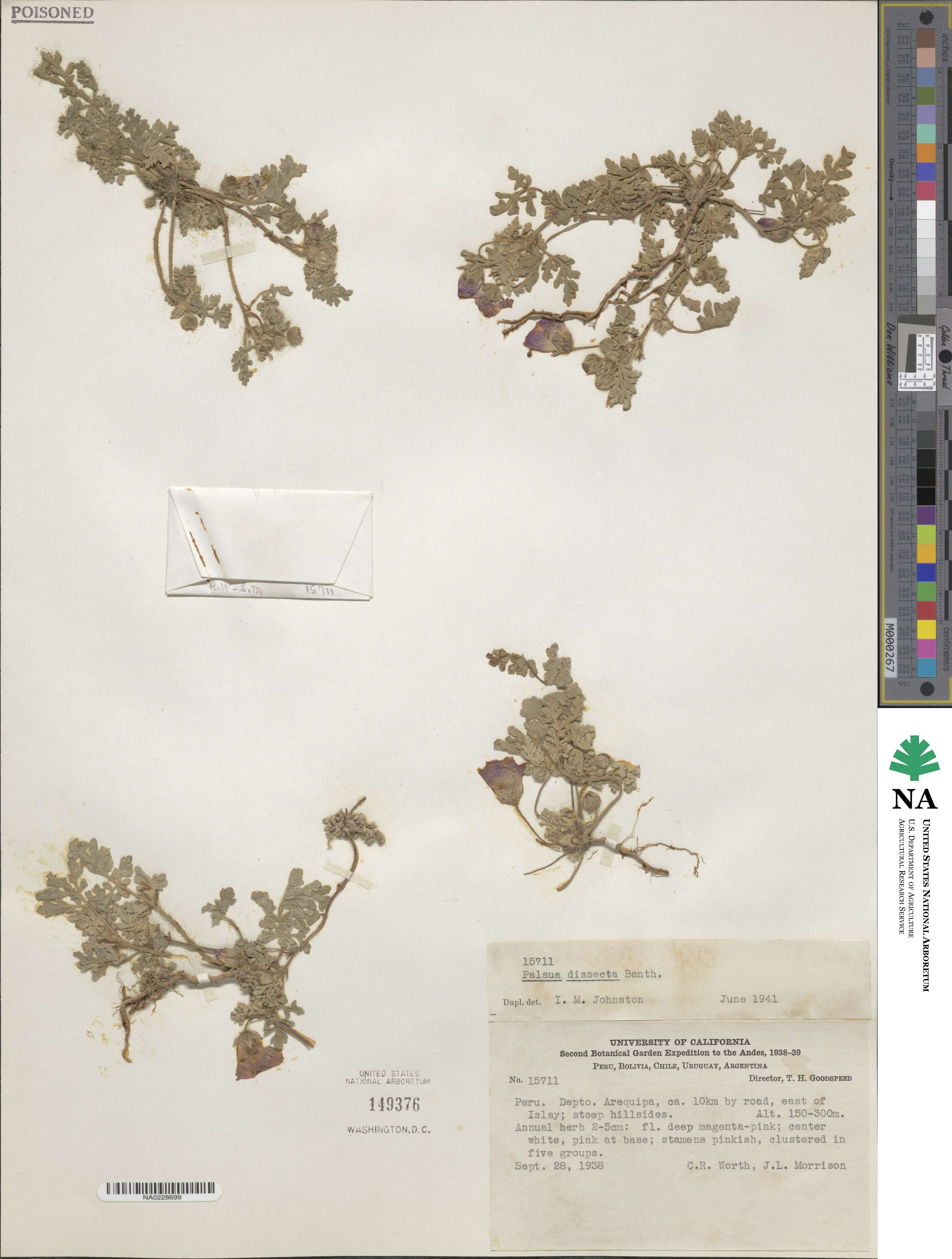 Palaua dissecta image