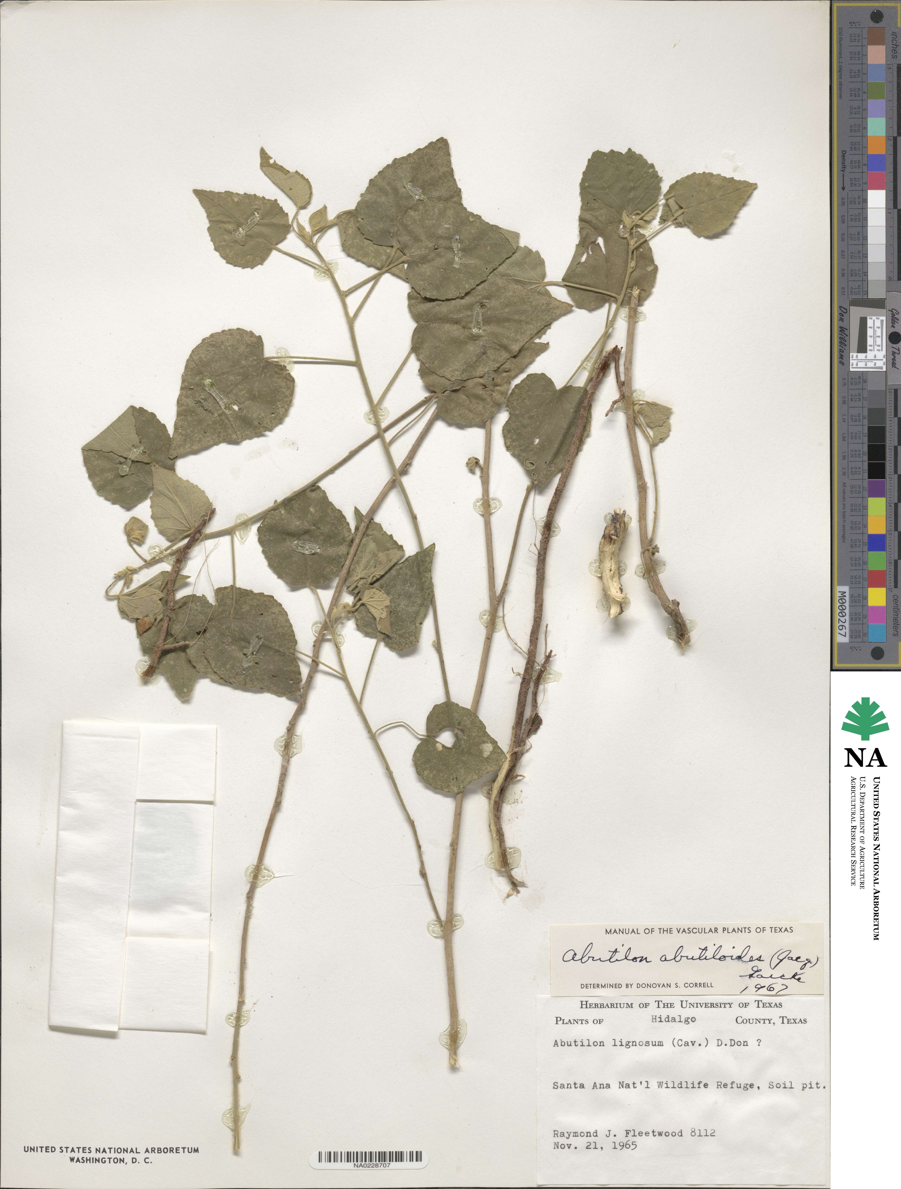 Abutilon abutiloides image