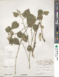 Abutilon abutiloides image