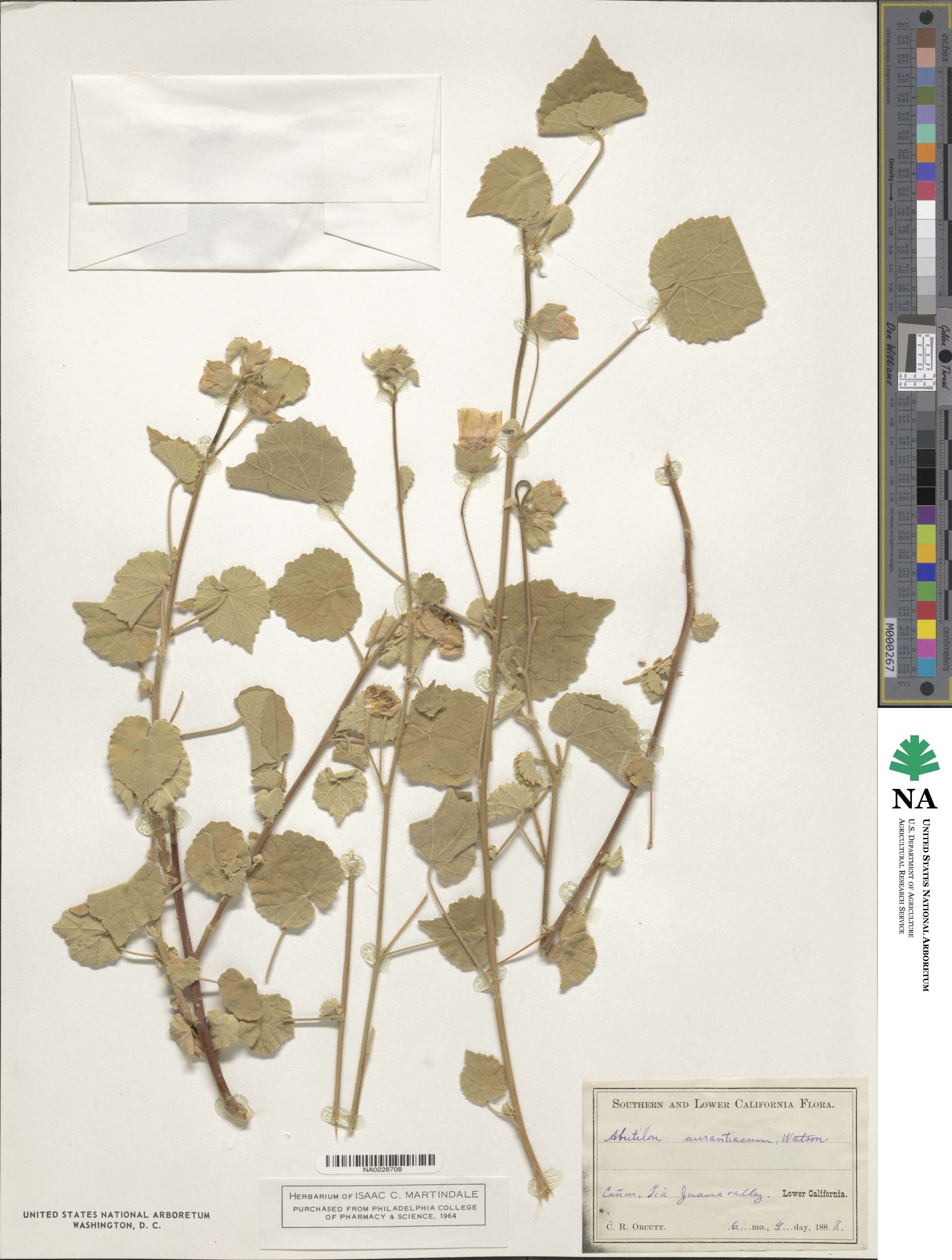 Abutilon aurantiacum image