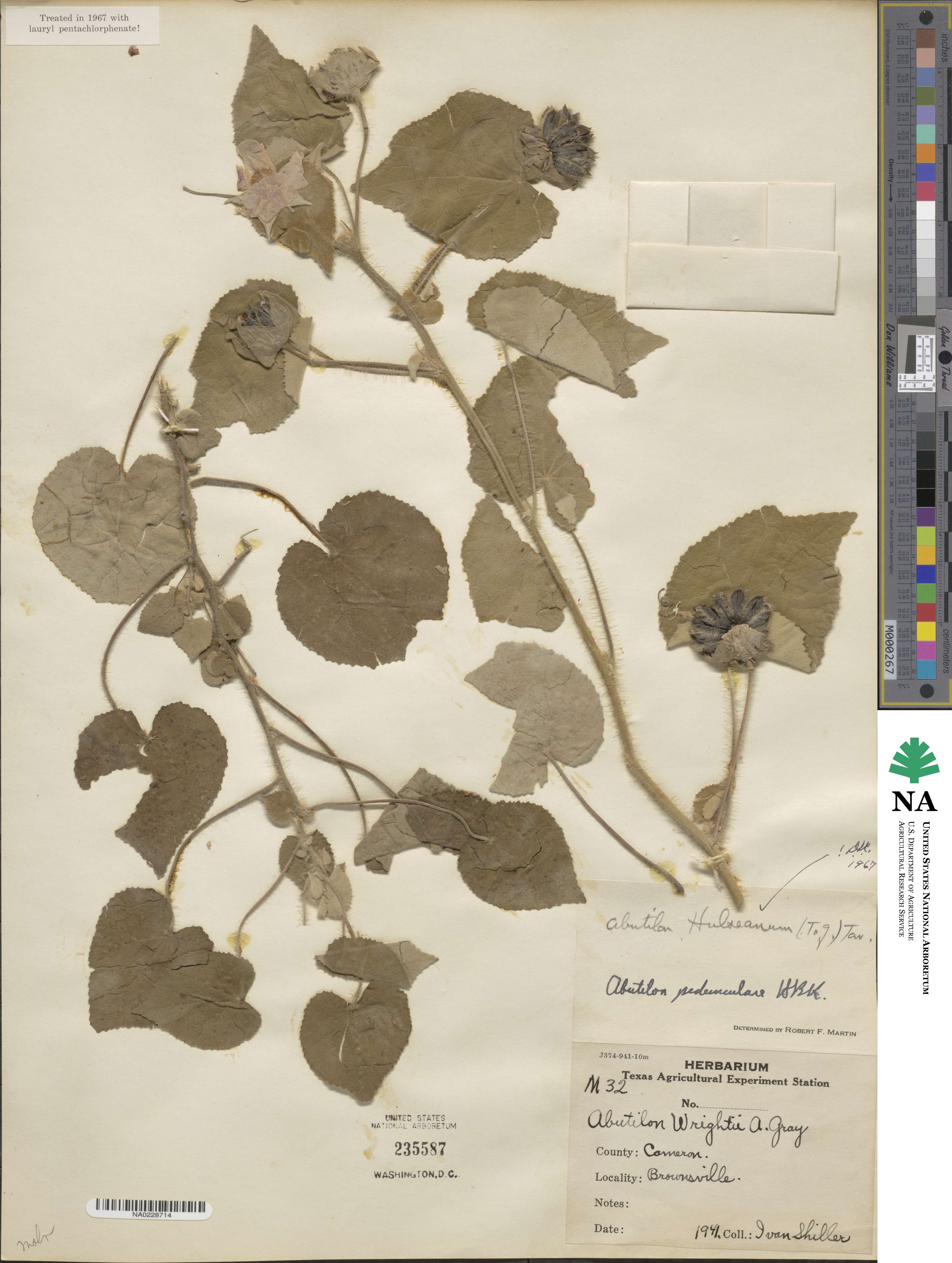 Abutilon hulseanum image