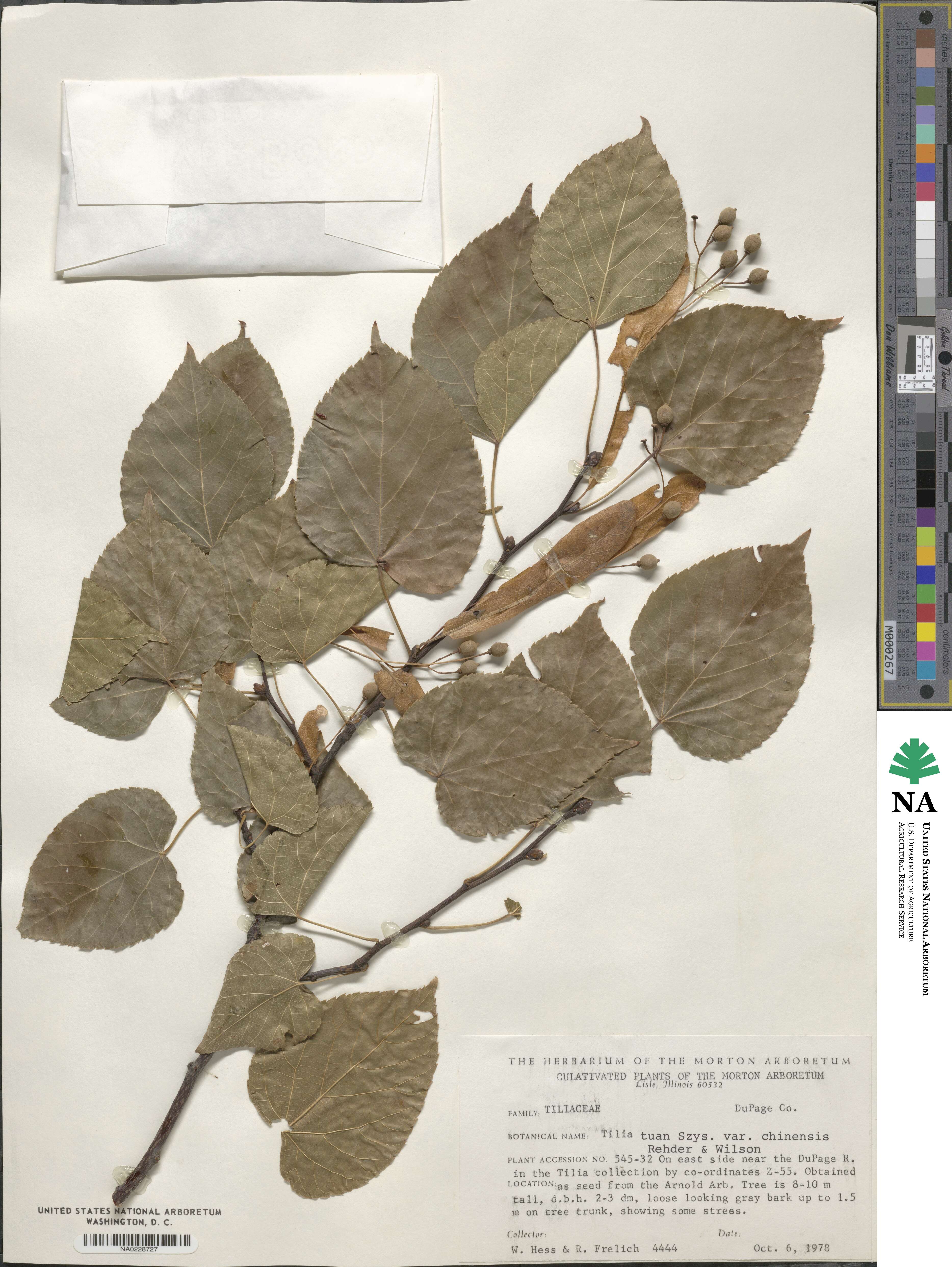 Tilia tuan var. chinensis image