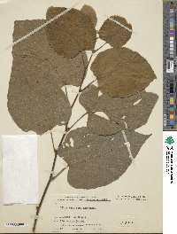 Tilia tuan var. chinensis image