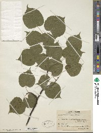 Tilia × vulgaris image