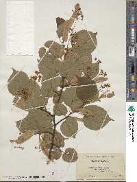 Tilia × vulgaris image