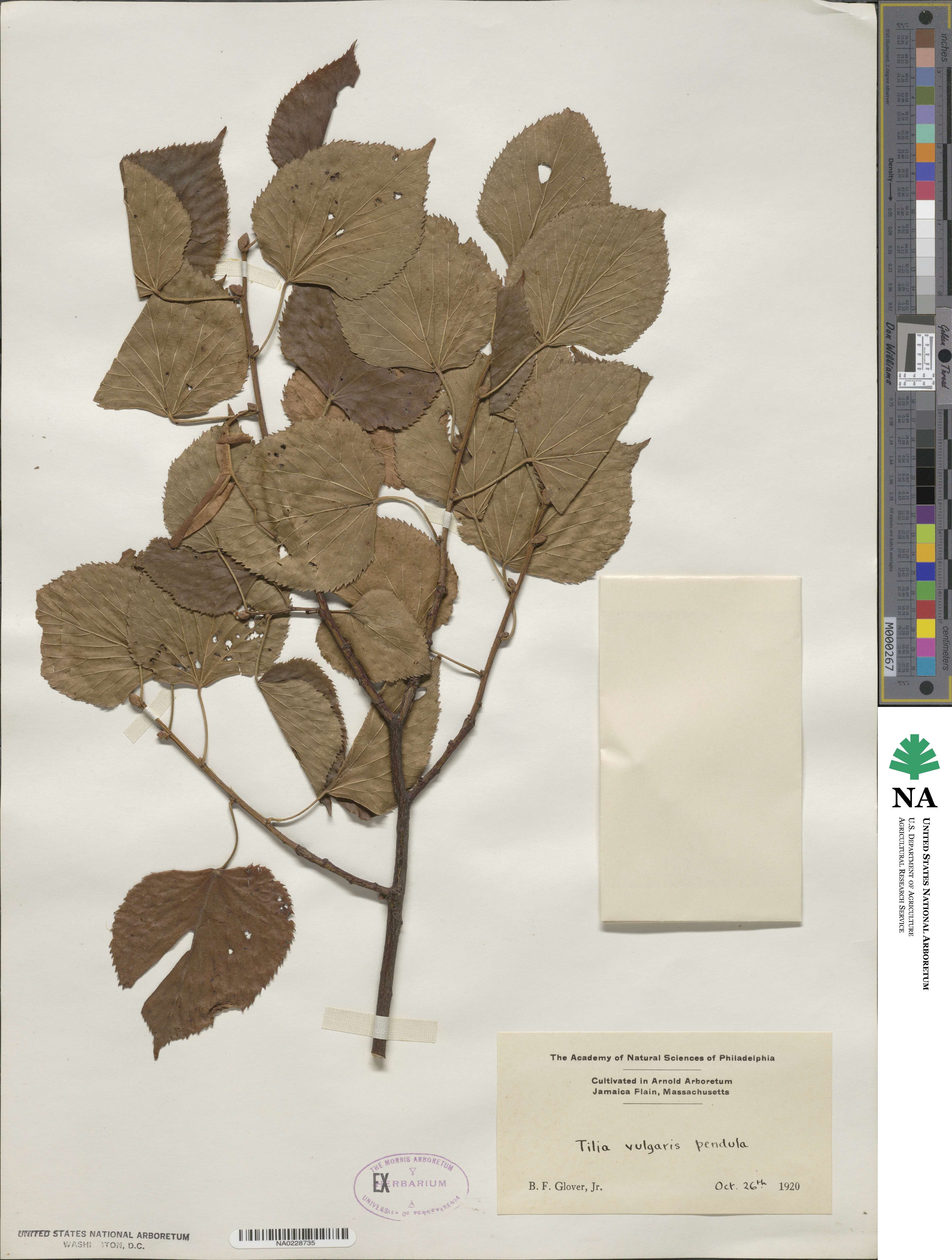 Tilia × vulgaris image