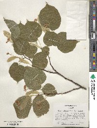 Tilia × vulgaris image