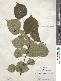 Tilia × vulgaris image