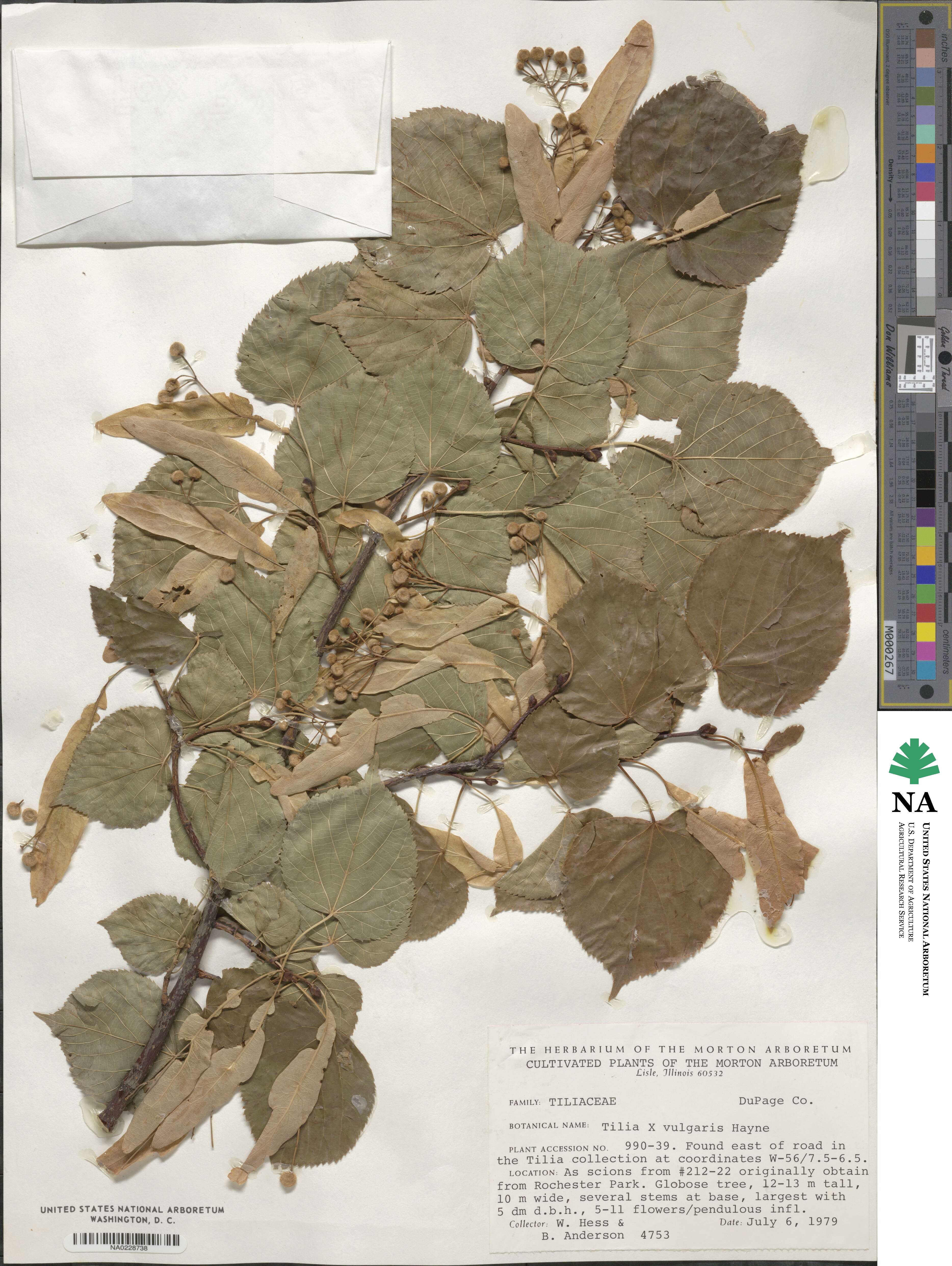 Tilia × vulgaris image