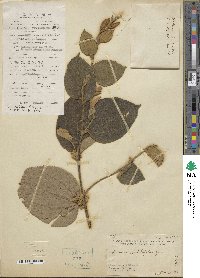 Image of Grewia abutilifolia