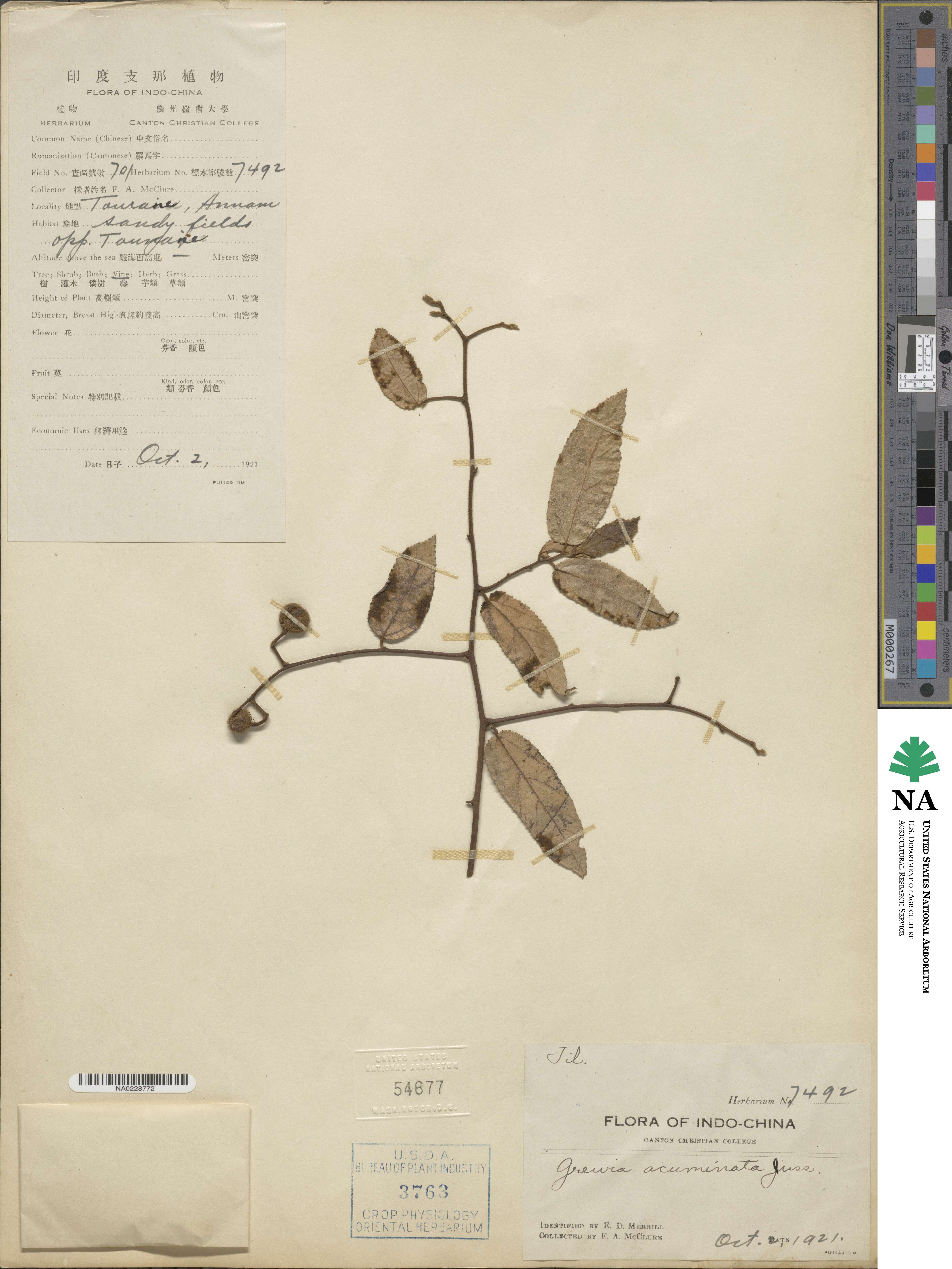Grewia acuminata image