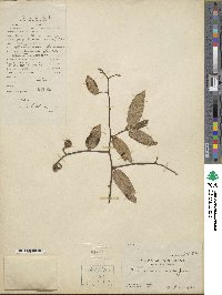 Grewia acuminata image