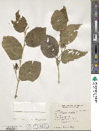 Grewia asiatica image