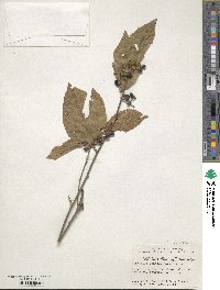 Grewia biloba var. parviflora image