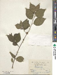 Grewia biloba var. parviflora image