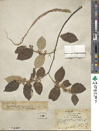 Grewia eriocarpa image