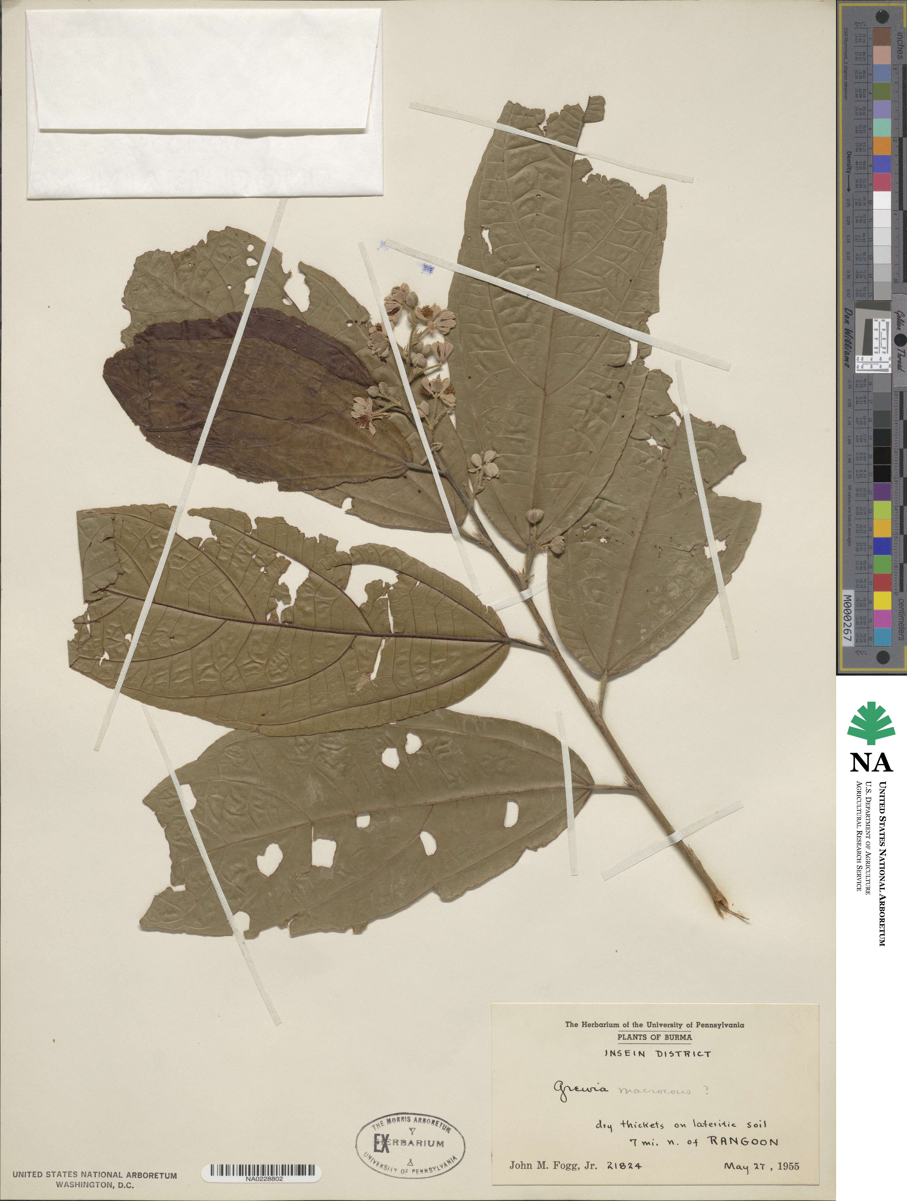 Microcos paniculata image