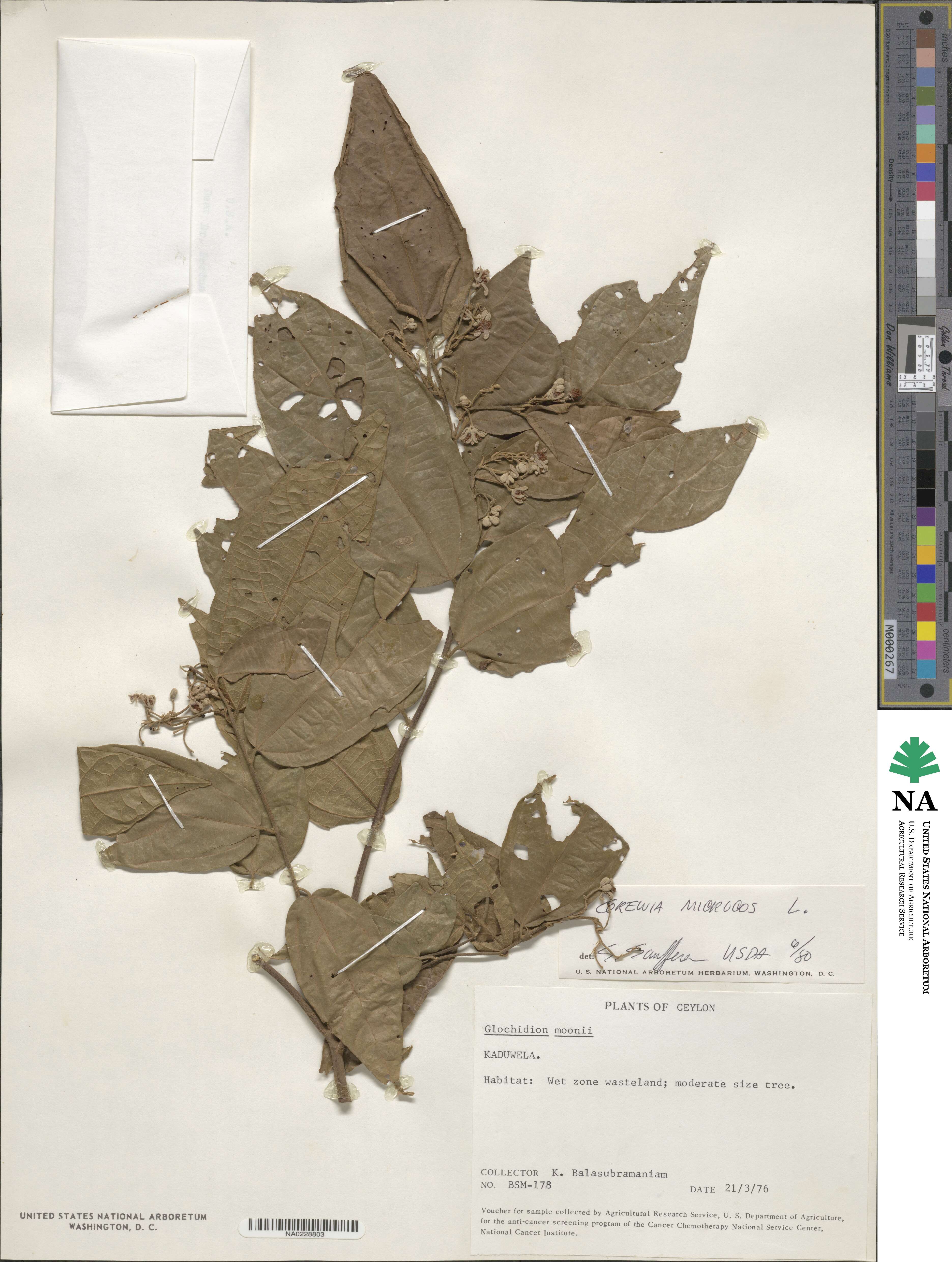 Microcos paniculata image