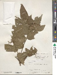 Microcos paniculata image