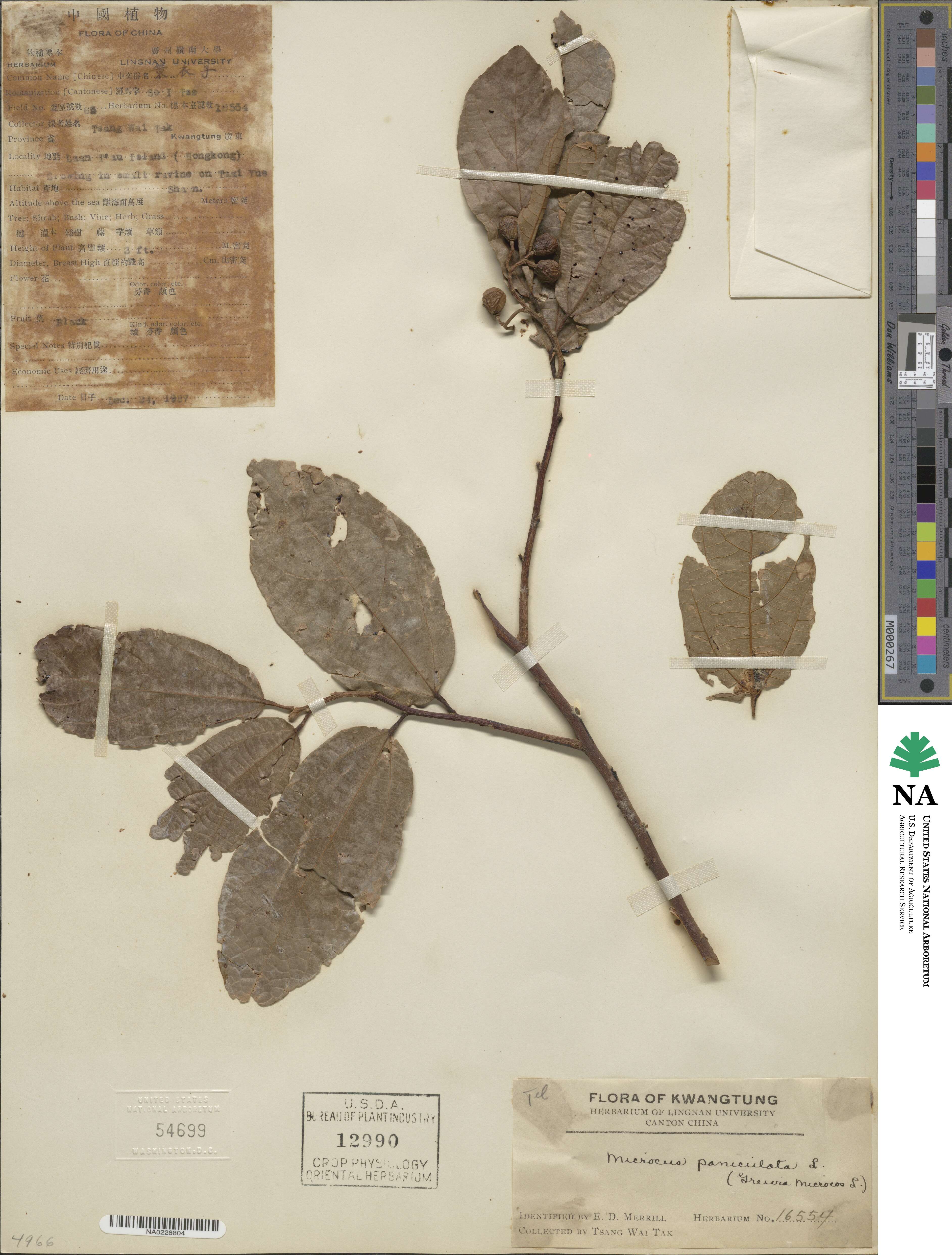 Microcos paniculata image