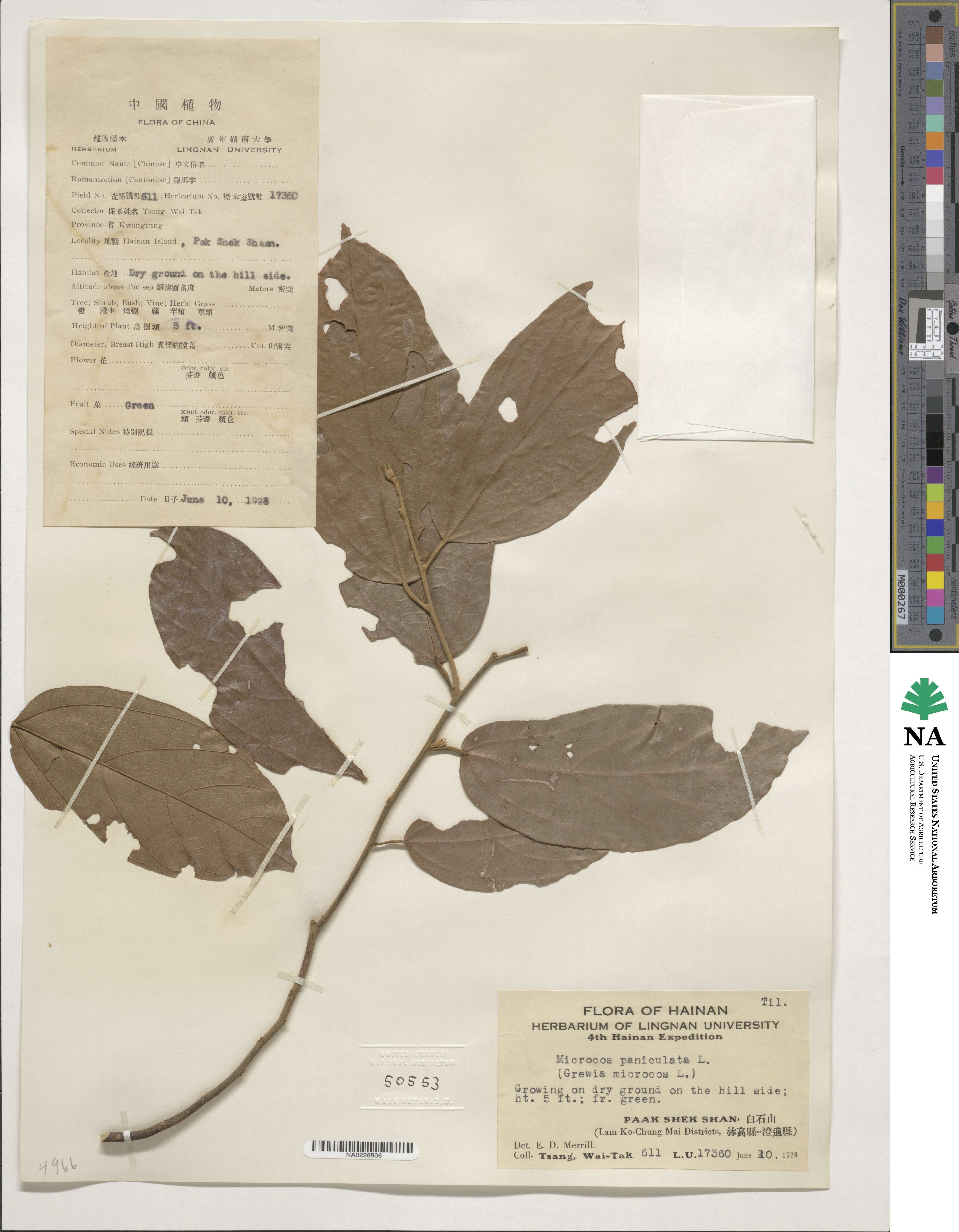 Microcos paniculata image