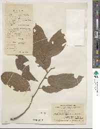 Microcos paniculata image