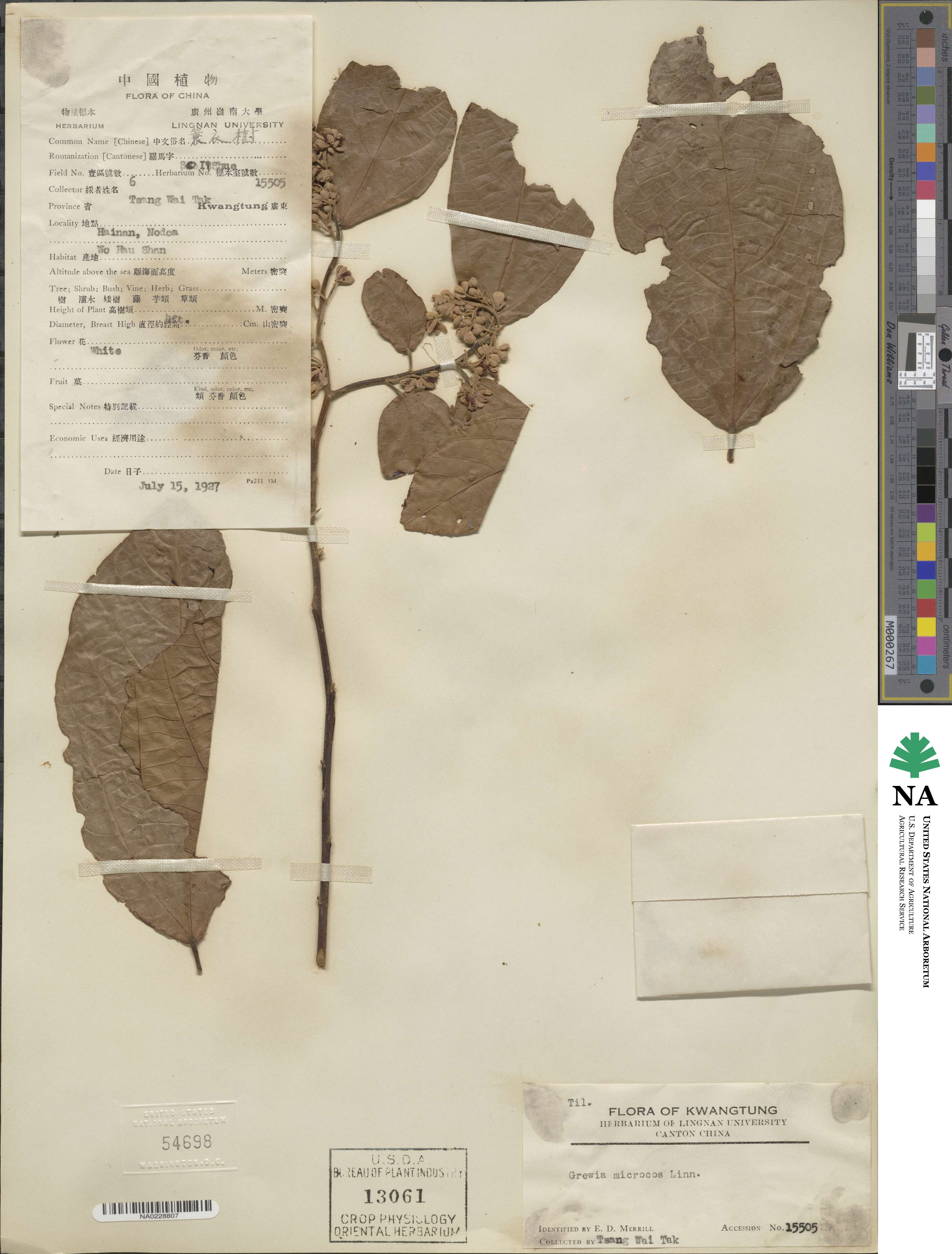 Microcos paniculata image