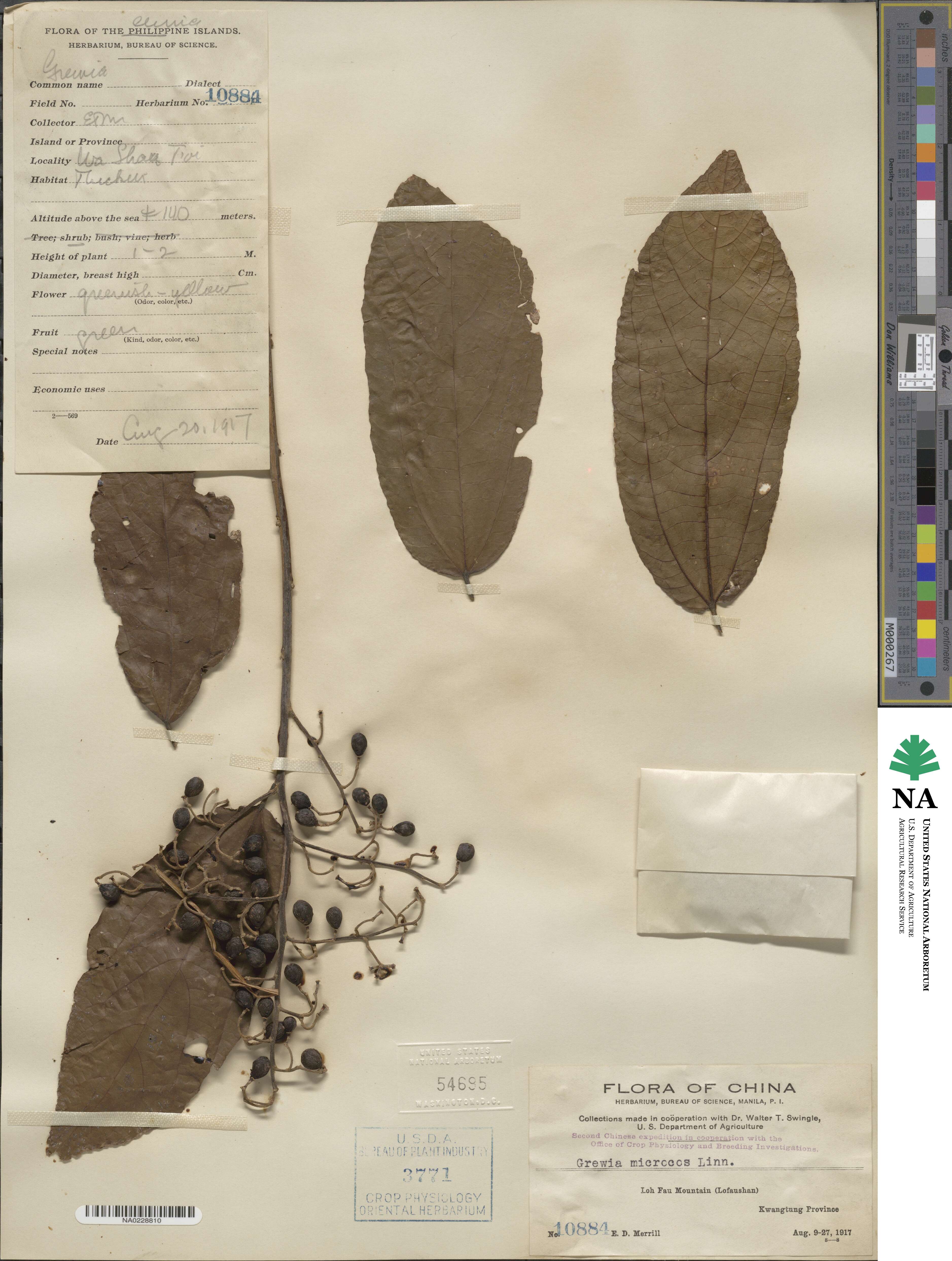 Microcos paniculata image