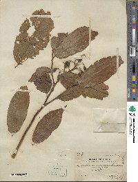 Microcos paniculata image