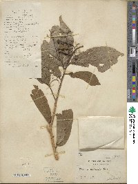 Microcos paniculata image