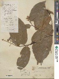 Microcos paniculata image