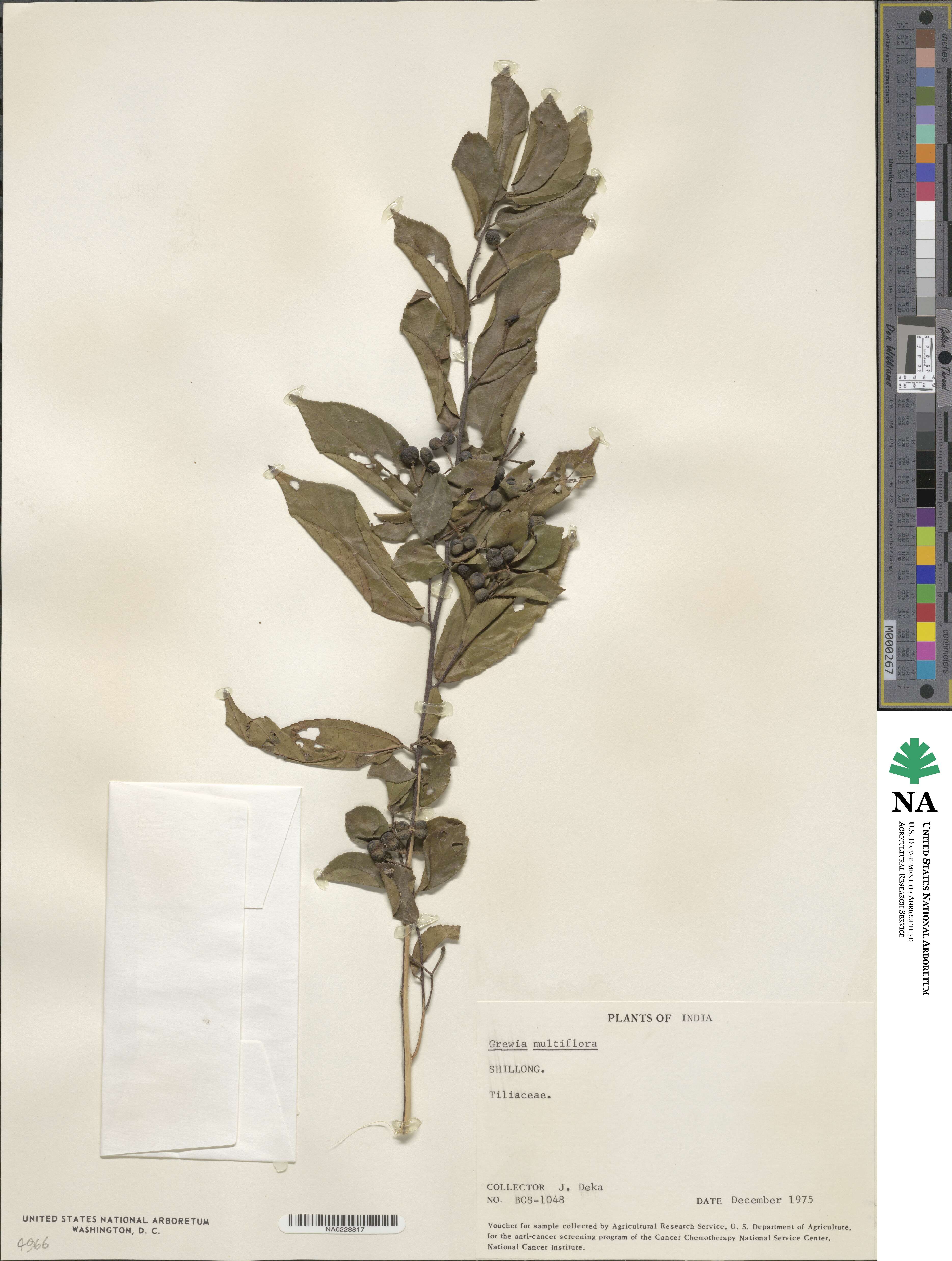 Grewia multiflora image