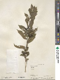 Grewia multiflora image