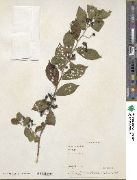 Grewia multiflora image
