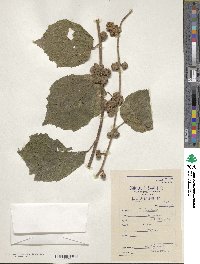 Grewia abutilifolia image