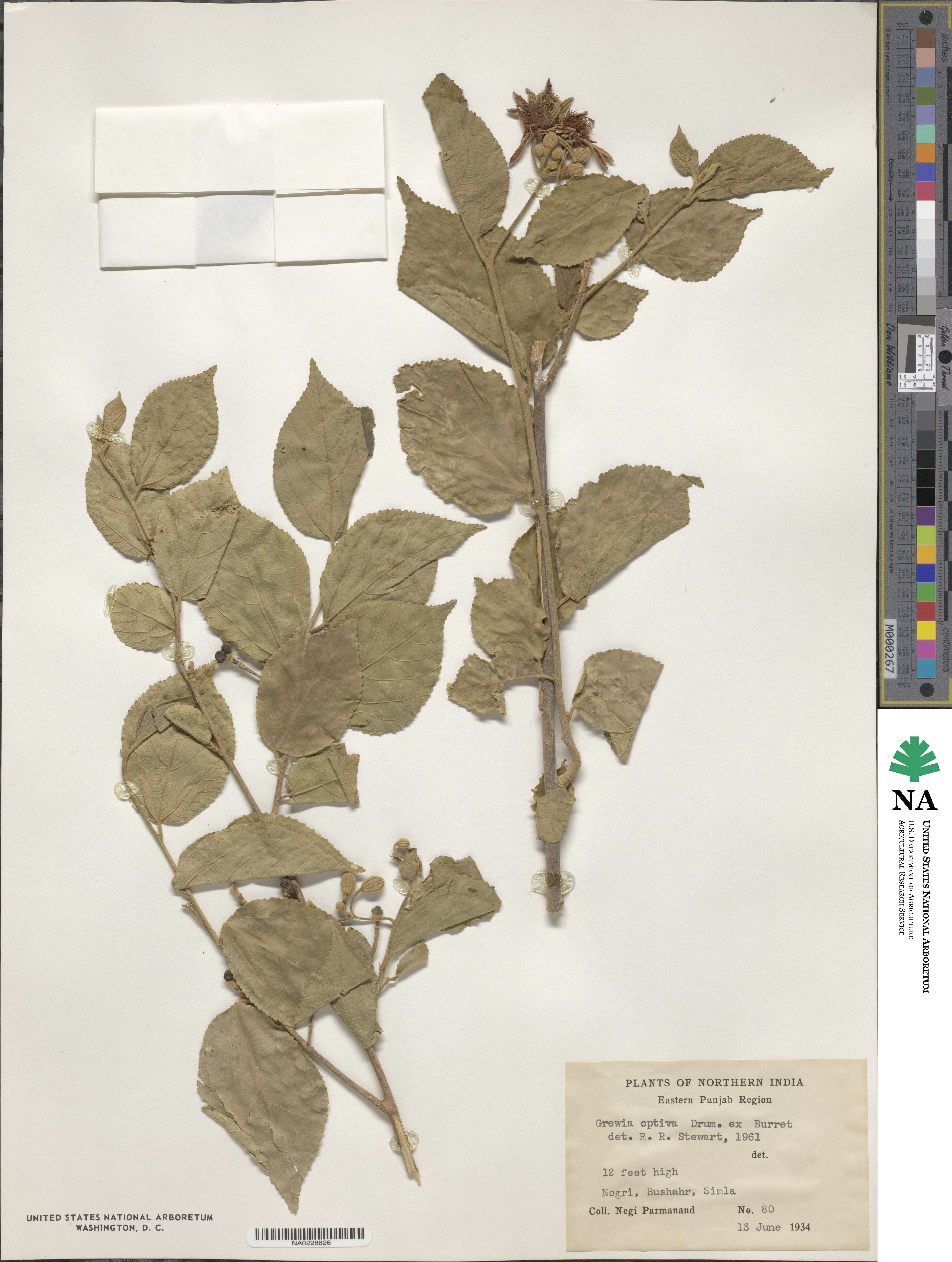 Grewia optiva image