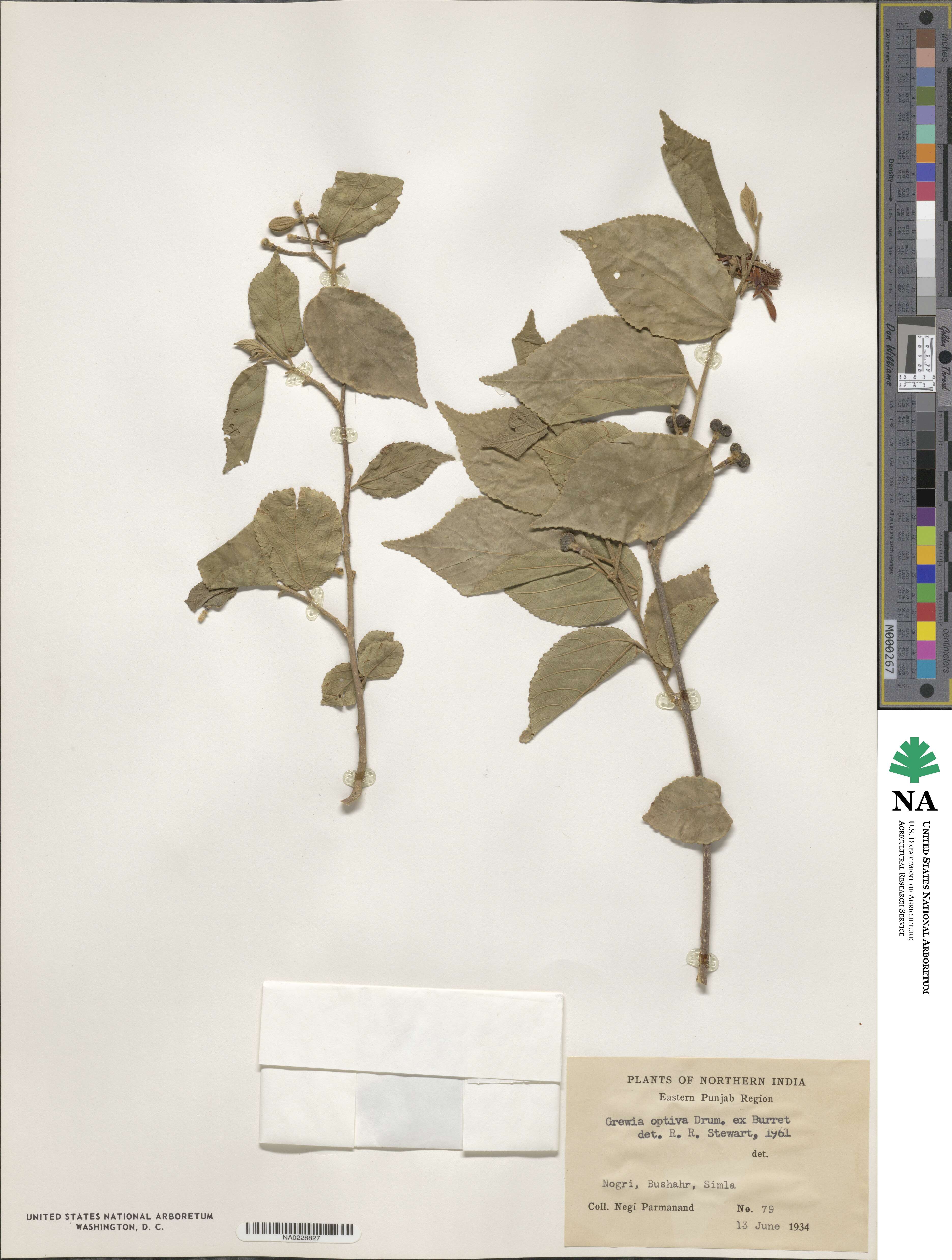Grewia optiva image
