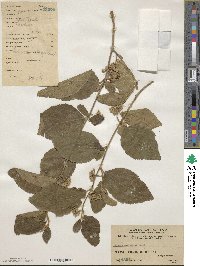 Grewia biloba var. parviflora image