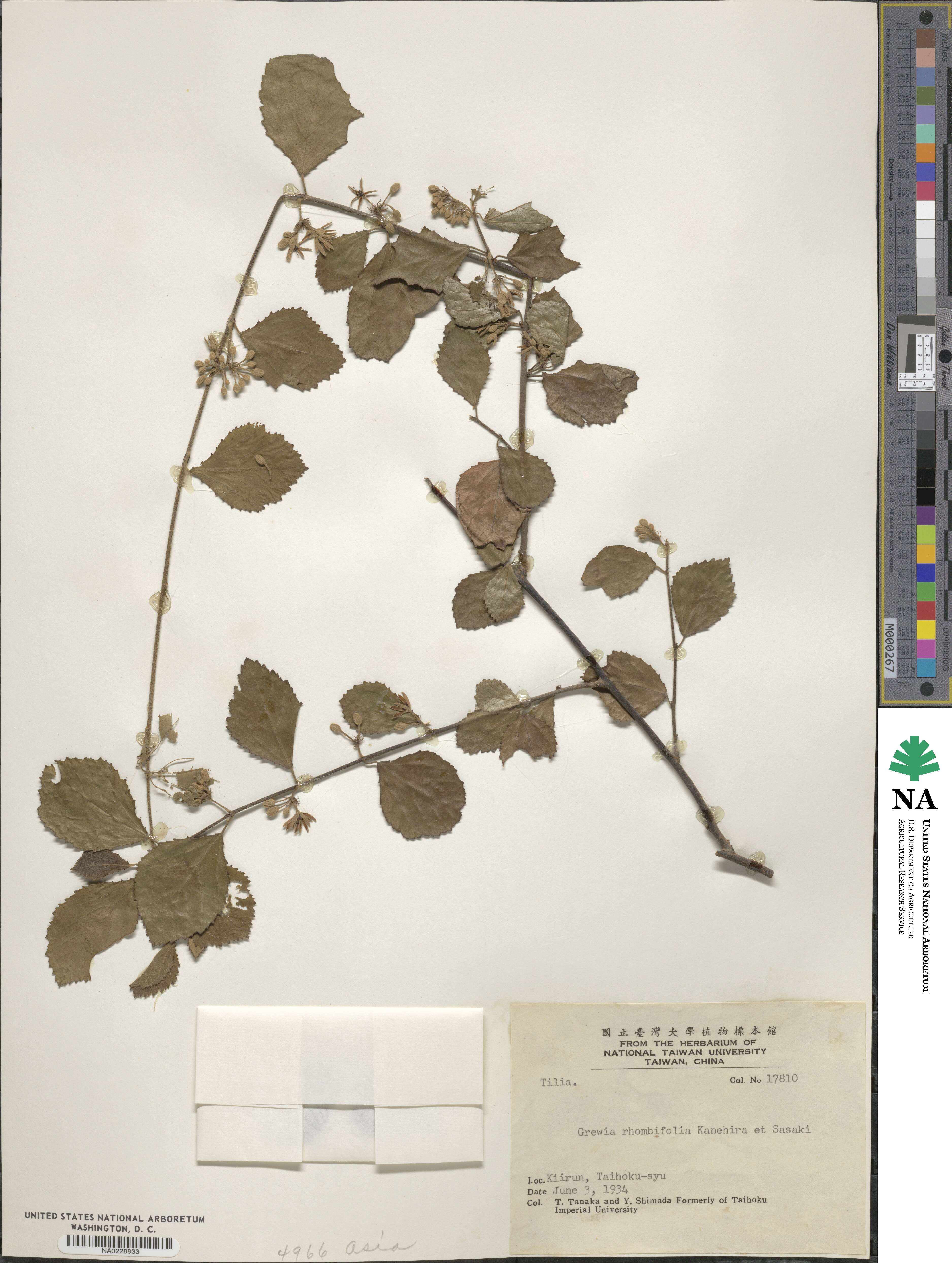 Grewia rhombifolia image