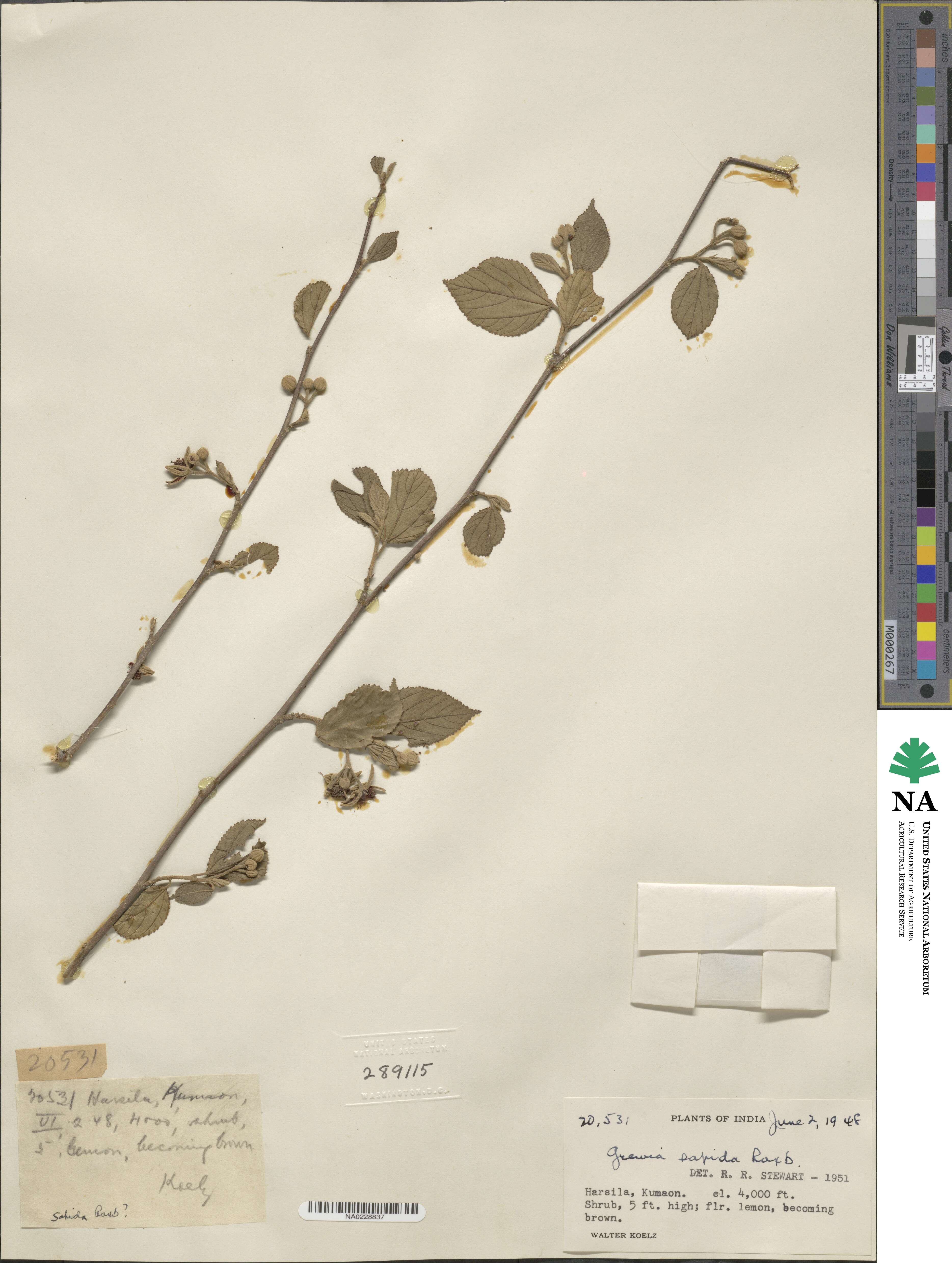 Grewia sapida image