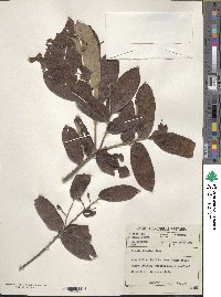 Image of Grewia bicolor