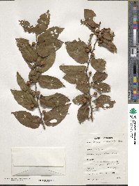 Image of Grewia carpinifolia