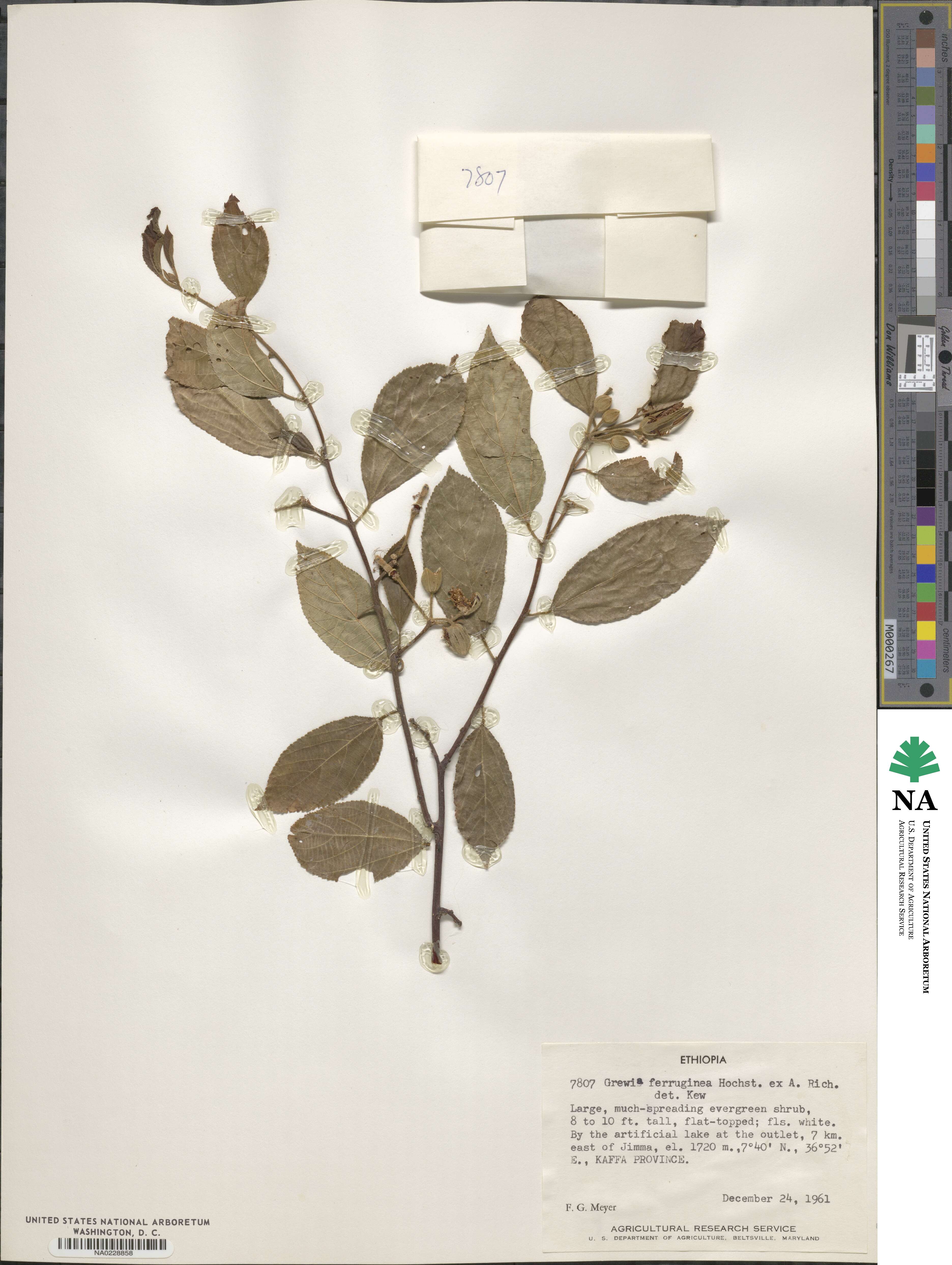 Grewia ferruginea image