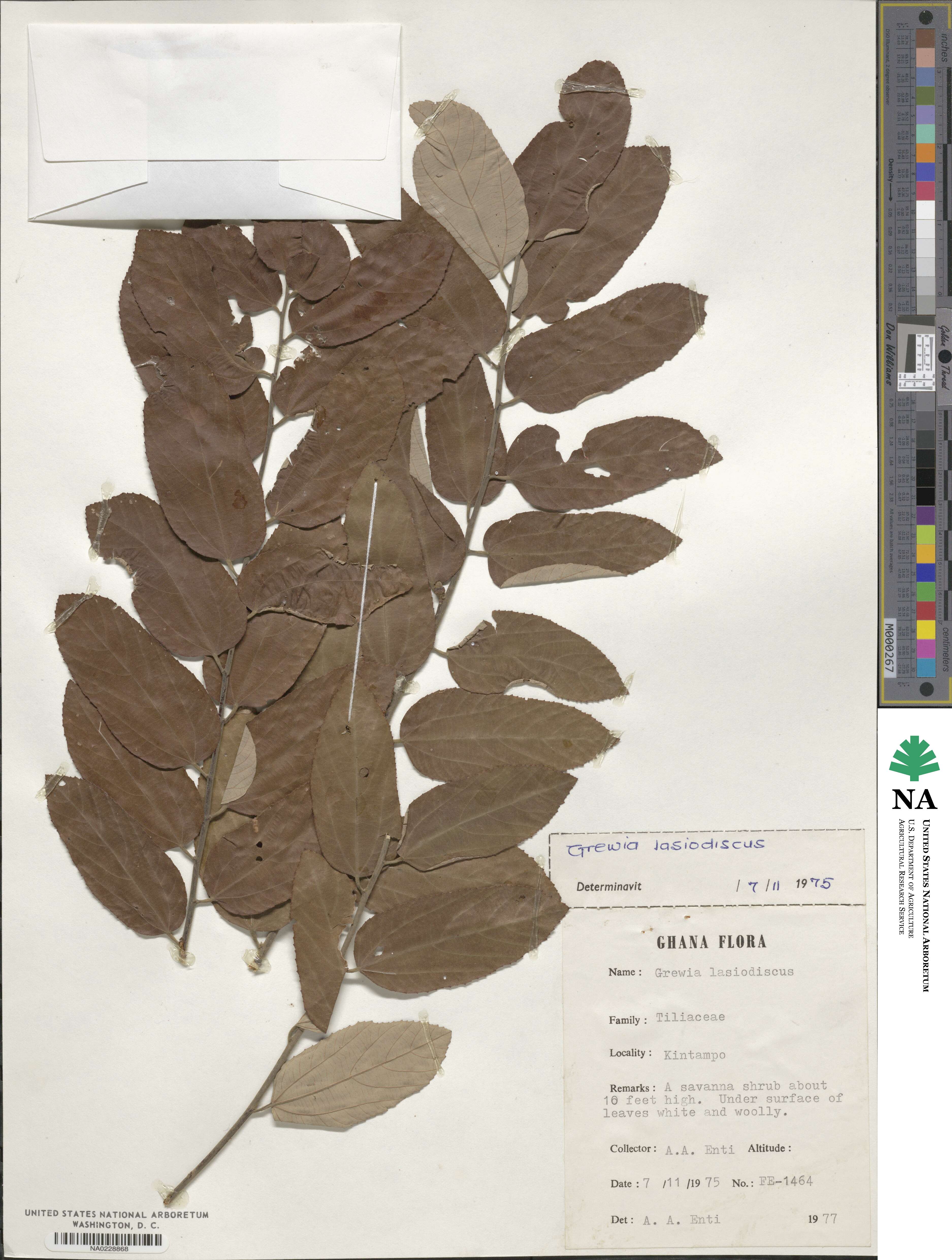 Grewia lasiodiscus image