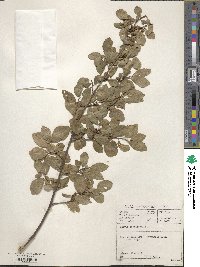 Grewia occidentalis image