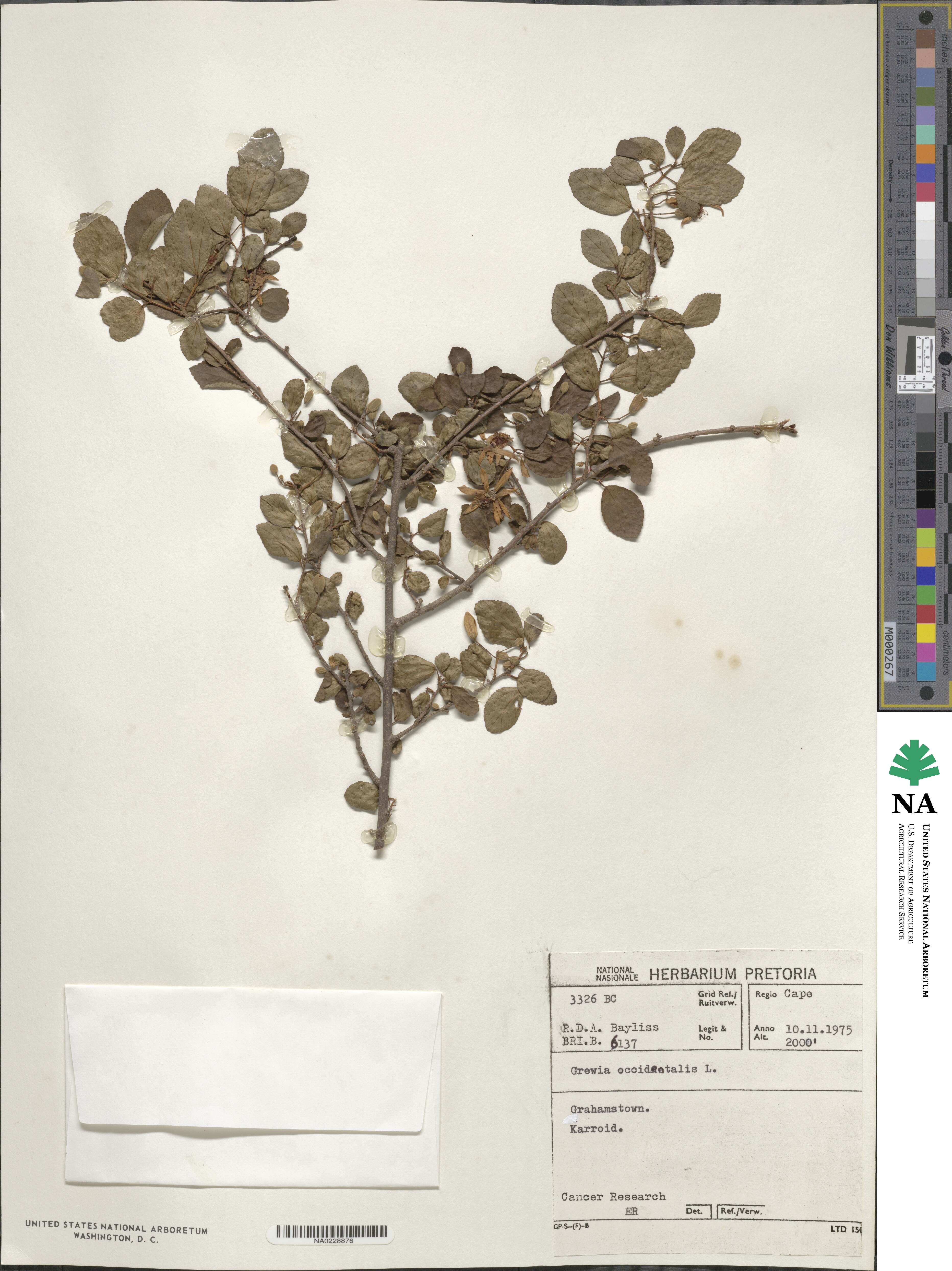 Grewia occidentalis image