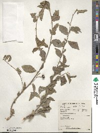 Grewia occidentalis image