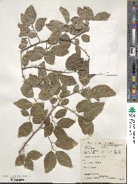 Grewia occidentalis image